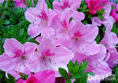 杜鹃花红群众演员,一部影视幕后传奇