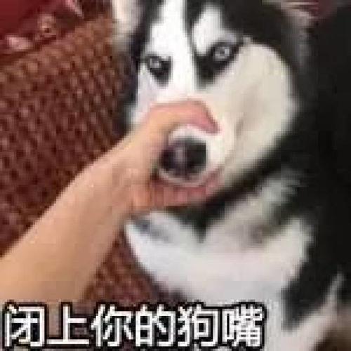 闭上双眼表情包,表情包里的千言万语